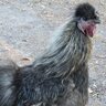 CluckinSilkie
