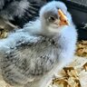 Chickopea