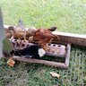Arnoldfarm