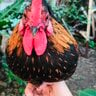 Beloved_Chicken