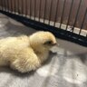 ChickMamaCRM