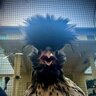 Chickendilly
