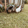 blue_hydrangea_homestead
