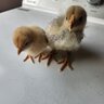 chickengirls16