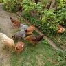 My Flock of Girls