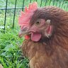 PurpleChicken99