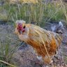 Dino_Chicken