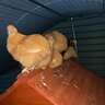 Chicken lover 99