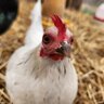 Hazelbrake Bantams