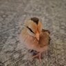 ChickenChick46