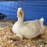 duckduck_goose