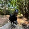 Chickylady77