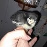 Fowl Play Coop