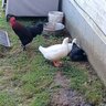 Crazybirdlady69