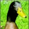 Just_Ducky_In_NH