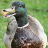 Duckman31