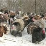 Porterturkeys