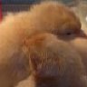 2BowieChicks