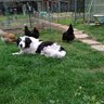 wannabechickenfarmer