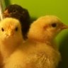 MI chickens