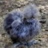 Three Cedars Silkies