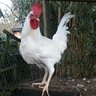 Chickenjess