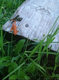 Naked Newt Farm | BackYard Chickens - Learn How to Raise Chickens