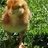 ChickenHouse