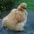 Flockstar