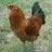 Brewster the Rooster