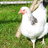 luvmechooks