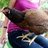 backyardfarmchick