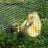 kittywithducks