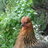 six_eclectic_chickens