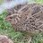 quailmekiwi
