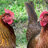kellybird02