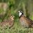 Bobwhite-Falcon