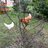 Lovemychooks