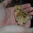ChickenLVR