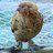 chickenlover314