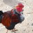 kikinchicken-R-