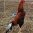 roostervillega