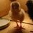 chicken momma