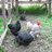 birdbreeder