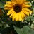 Sunflower720