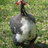 chicklady71