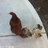 CityChikn