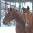 HorseDance