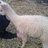alpacaparadise