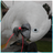 ForeverAvian